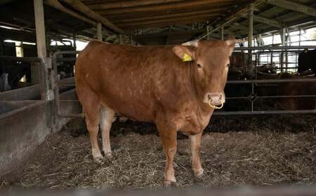 阿蘇 あか牛丼 (1個) と 阿蘇 あか牛 ハンバーグ (2個) 2種 セット さしみ醤油 赤牛 熊本県産