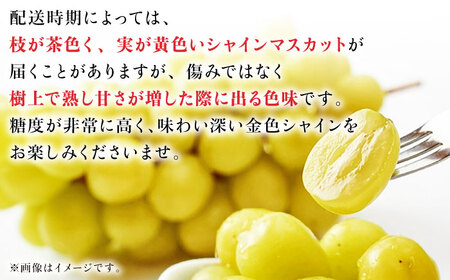 【先行予約】シャインマスカット 約1.2kg（2から3房） ぶどう 種なし  熊本 くまもと 九州 皮ごと  【合同会社 福福堂】[ZCN006]