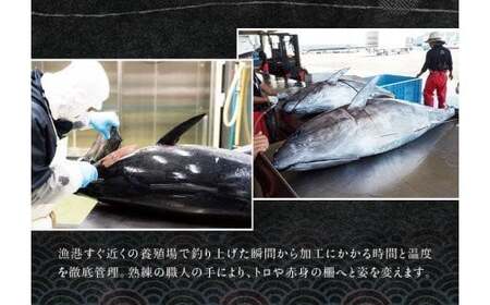 本マグロ（養殖）トロ＆赤身セット 1350g 【12月25日～29日に発送】 / 高級 クロマグロ  中トロ 中とろ まぐろ マグロ 鮪 刺身 赤身 柵 じゃばらまぐろ 本マグロ 本鮪【nks111B-sg】
