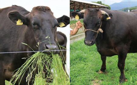 A5等級 博多和牛 ヒレシャトーブリアン 【ダイヤモンドカット】 200g×5枚 合計1kg 希少部位 ヒレ シャトーブリアン 厚切りステーキ 福岡県 苅田町