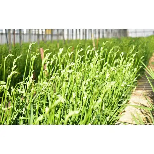 【先行予約】2027年1月発送：香り華やぐ フリージア 黄色　50本 生産者直送 直送 生花 切り花 花 はな 春 先行予約 予約 茨城県 利根町