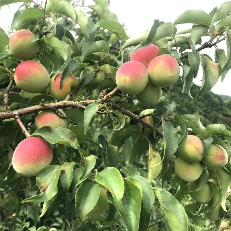 紀州南高梅 生梅（ほし梅）大玉10粒入×3袋セット 塩分約６％  / 田辺市 紀州南高梅 南高梅 梅干し 梅干 梅 うめ 肉厚 ほし梅 干し梅 大玉 大粒 完熟 種ぬき 種なし 【mtz013-1】