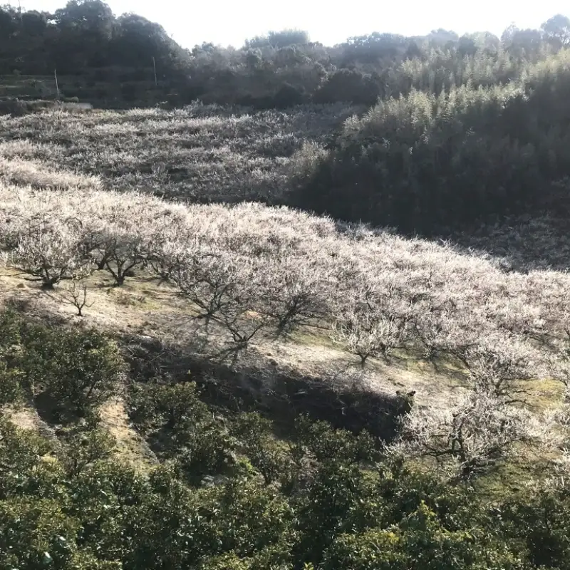 しそ漬梅（塩分約15％）800g  / 和歌山 田辺市 紀州南高梅 南高梅 梅干し 梅干 梅 うめ 肉厚 お米 おにぎり 焼酎 梅酒 健康  しそ 紫蘇 しそ漬 【mtz015-1】