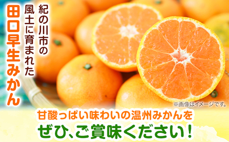 【先行予約】早生みかん(田口早生) 約5kg《2026年11月中旬～12月末頃より出荷予定(土日祝除く)》ｍ＆ｎ果実園 和歌山県 紀の川市 送料無料 蜜柑 柑橘 果物 フルーツ 温州みかん 早生みかん 田口早生