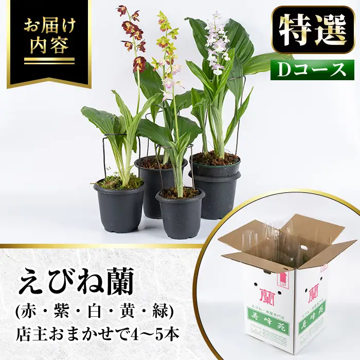 【個数限定】えびね蘭 4本～5本 Dコース 苗 鉢入り【00-045-04】