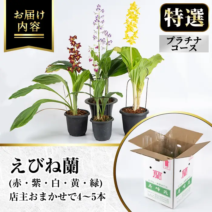 【個数限定】えびね蘭 4本～5本 プラチナコース 苗 鉢入り【00-045-06】