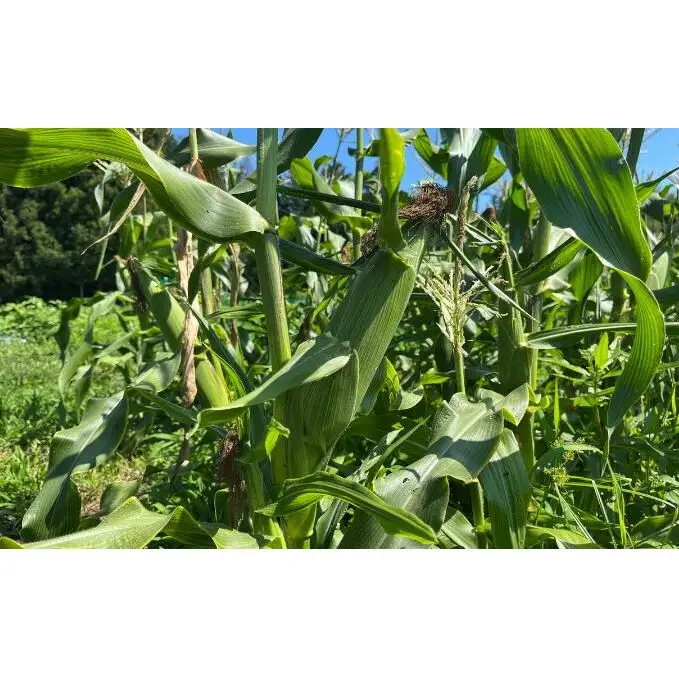 有機栽培 夏野菜 8～10品 詰め合わせ 群馬県産 東吾妻 有機JAS 認証取得 野菜セット 旬の野菜 夏野菜セット 食材 国産 お楽しみ 食品セット 食卓 