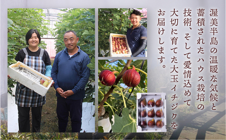 先行予約 完熟 いちじく［極］ 2026年6月～お届け いちじく イチジク