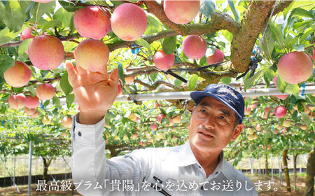 先行予約 プラム 貴陽 計2kg CEB002 スモモ