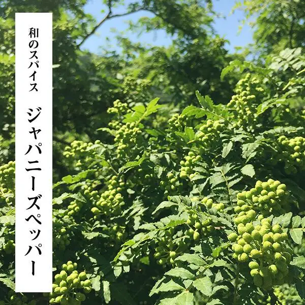 【6月下旬出荷予定】冷凍山椒 凍ってんじゃ ぶどう山椒 500g ( 100g × 5袋 ) 和歌山県産 【みかんの会】