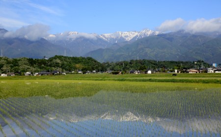 令和7年度産【無洗米】長野県産「特別栽培米コシヒカリ１等級」（10kg）マイ・ファーム中坪 お米 おこめ こしひかり 白米