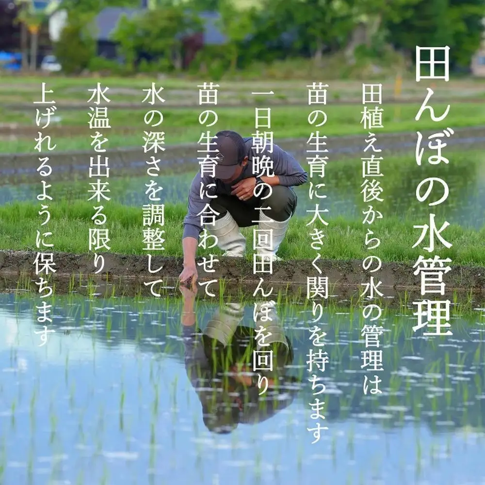 【定期便隔月お届け令和8年産新米予約】南魚沼食味コンクール4年連続優秀賞　塩沢地区限定米5kg×6回　南魚沼塩沢産コシヒカリ【定期便 銘柄米 ブランド米 精米 こしひかり コシヒカリ】【2026年9月中旬から1ヶ月以内に順次発送予定】