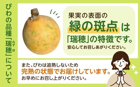 【2026年5月下旬～6月中旬発送予定】房州びわ(露地)12粒入2Lサイズ以上1箱 mi0010-0010