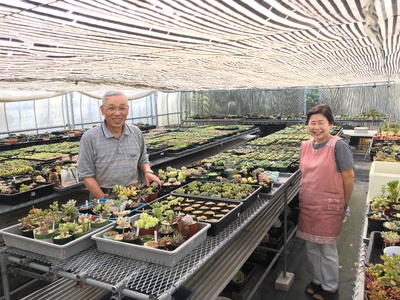 多肉植物「ハオルチア 5種セット」 mi0034-0003