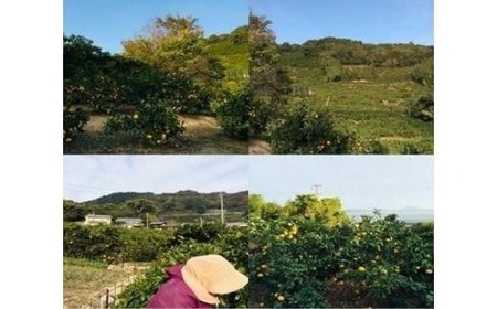 【2026年12月上旬から発送】愛果28号 (紅まどんな と同品種) 約2.5kg 家庭用 | 紅まどんな と同品種  みかん 【TMN105_x】