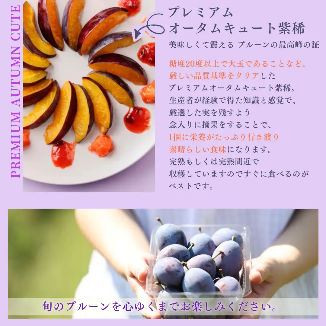 【予約便・2026年発送】りんごやSUDA 定期便全3回　旬の生プルーン（RS-T502）