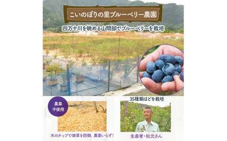 【数量限定】 冷凍ブルーベリー 1kg ／Qdr-91 冷凍 ブルーベリー