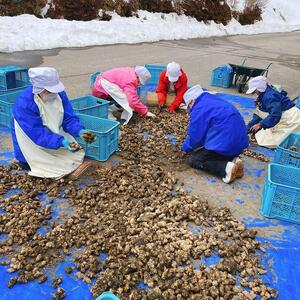 菊芋茶とほしりんごセット ｜ お茶 茶 林檎 りんご 手作り 詰め合わせ 信州 長野