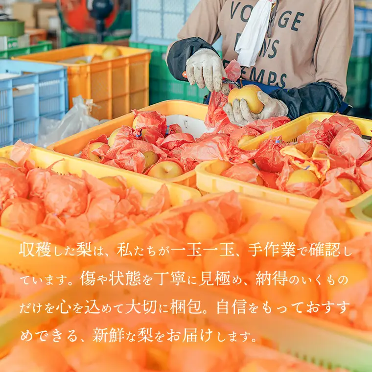王秋梨 約3kg 10月上旬発送  梨 先行受付