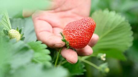 やよいひめ (2パック)　特大・デラックスサイズ（茨城県共通返礼品／常陸太田市）  [DY013sa]