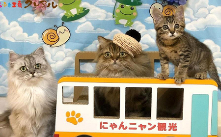 猫の爪とぎ　観光バス 猫 ねこ ネコ キャット cat 爪とぎ ダンボール 段ボール 乗り物 バス 運転手 なりきり かわいい 日本製 国産 おもちゃ ペット インテリア 愛猫 動物 猫用品 猫用玩具 グッズ 愛猫へプレゼント ペット用品 愛知県 常滑市