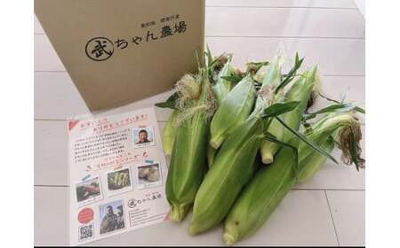 【2026年発送】朝採り直送 メロンより甘い 生とうもろこし“にっこりコーン” 10本　H095-026