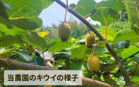 【キウイ】キウイ フルーツ 5kg 吉田農園 家庭用 | F014-160001