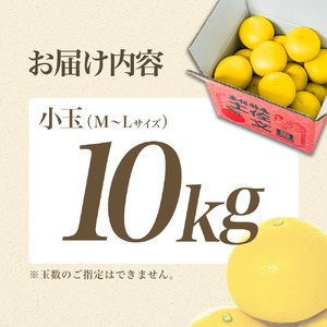 【先行予約】【日本ギフト大賞2024受賞】園主こだわりの土佐文旦 10キロ 小玉（L～Mサイズ） 2027年1月下旬より順次発送 文旦 10kg 家庭用 贈答用 ぶんたん ブンタン 柑橘【やの一果彩】 [BQAC018]