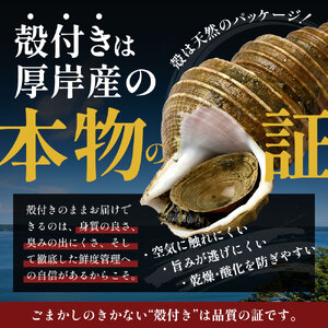 先行受付 北海道 厚岸産 殻灯台 つぶ 2kg（1kg×2パック） 魚介類 海の幸 海産物 海鮮 貝 つぶ貝 希少 下処理不要 刺身 塩茹で お酒のあて つまみ 国産 北海道産 