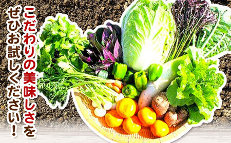 野菜 果物 詰め合わせセット 自然栽培 10品