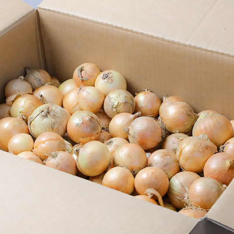 《先行受付》由利本荘市産　由利玉ねぎ（小玉）20kg【品種混在】