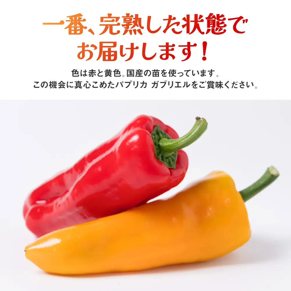 パプリカ パプリカ ガブリエル 1kg 八代市産 宮島農園 野菜 新鮮野菜 緑黄色野菜