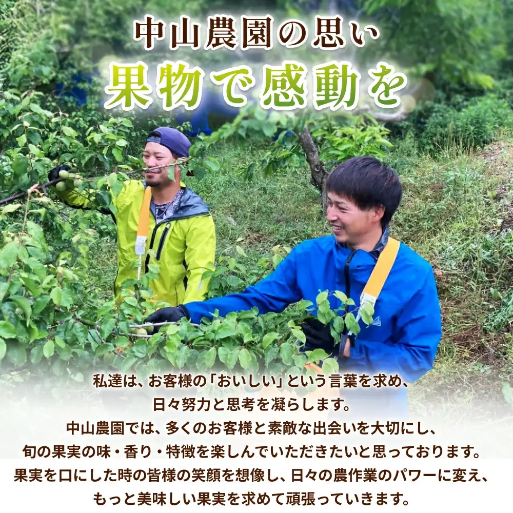 【期間限定・2026/6/5まで】 完熟梅 1kg ※2026年6月中旬から順次発送予定※ / 梅 完熟 うめ ウメ 南高梅 紀州南高梅 梅干 梅ジュース 梅酒 和歌山県 【nak020-1】