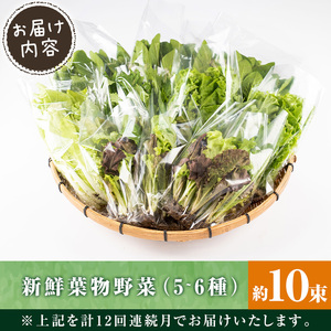 i850 ＜定期便・計12回(連続月)＞ひかりのお野菜(約10束・5～6種) 国産 野菜 やさい 葉物 旬 ほうれん草 水菜 チンゲン菜 小松菜 リーフレタス ルッコラ 水耕栽培 ミックスリーフ 山東白菜 何が届くかはお楽しみ【ひかりの郷】