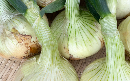 【新玉ねぎ】淡路島　池上農場の「あやたけ」10kg【発送時期2026年3月下旬～5月頃】玉ねぎ