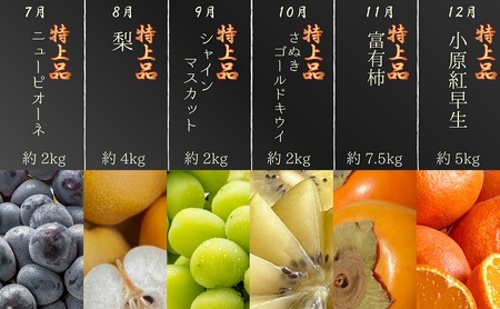 【数量限定！】旬の見極めこの一品！プレミアム等級選果の12ヶ月連続単品定期便♪ 苺 せとか 葡萄 蜜柑 びわ 桃 梨 柿 