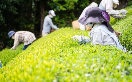 川根茶 ご家庭用 普通煎茶やまびこ２kg (200g袋×10袋セット) お茶 緑茶 川根産 南アルプス 高級茶 自家製茶園 2kg