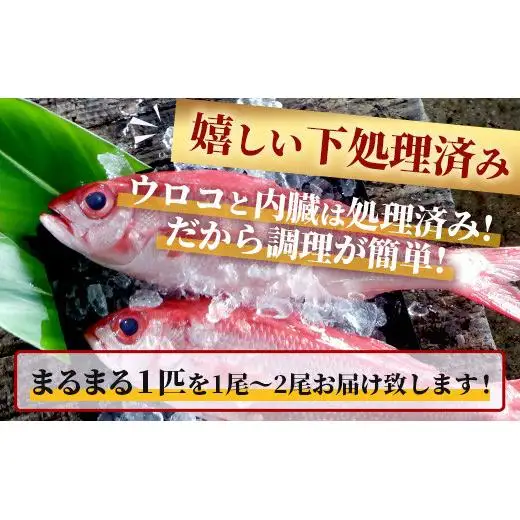【予約受付】高級ブランド魚 尖閣赤マチ 1～2尾 合計約2kg  GK-2