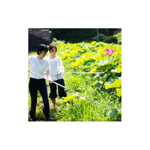 花ハス取り体験１名様