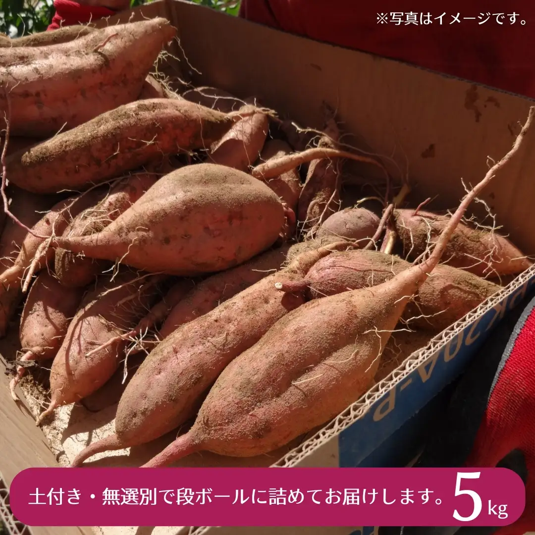 茨城県産 さつまいも 紅はるか 5kg （ 土付き サイズ無選別 ）【2026年11月頃から発送開始】 べにはるか いも 茨城 甘い おいしい 美味しい 訳あり 規格外 不揃い
