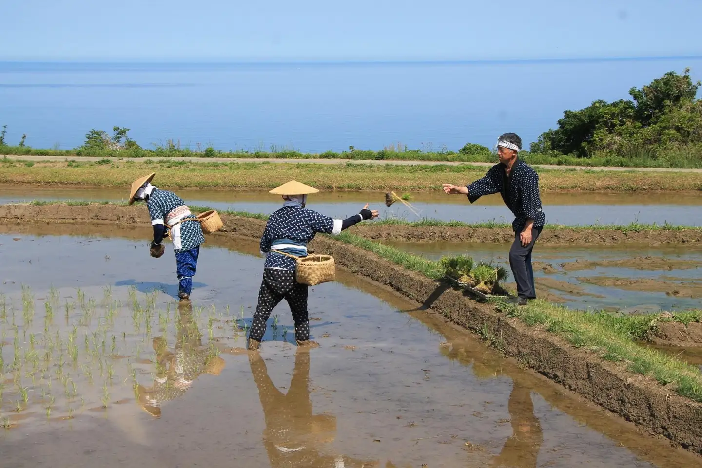 コシヒカリ3kg 2026年10月中旬より順次発送 佐渡の車田植 国指定 重要無形民俗文化財 北村家 稲穂付き コシヒカリ