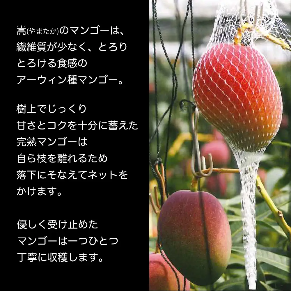 土佐マンゴー定期便【限定300セット】全3回　