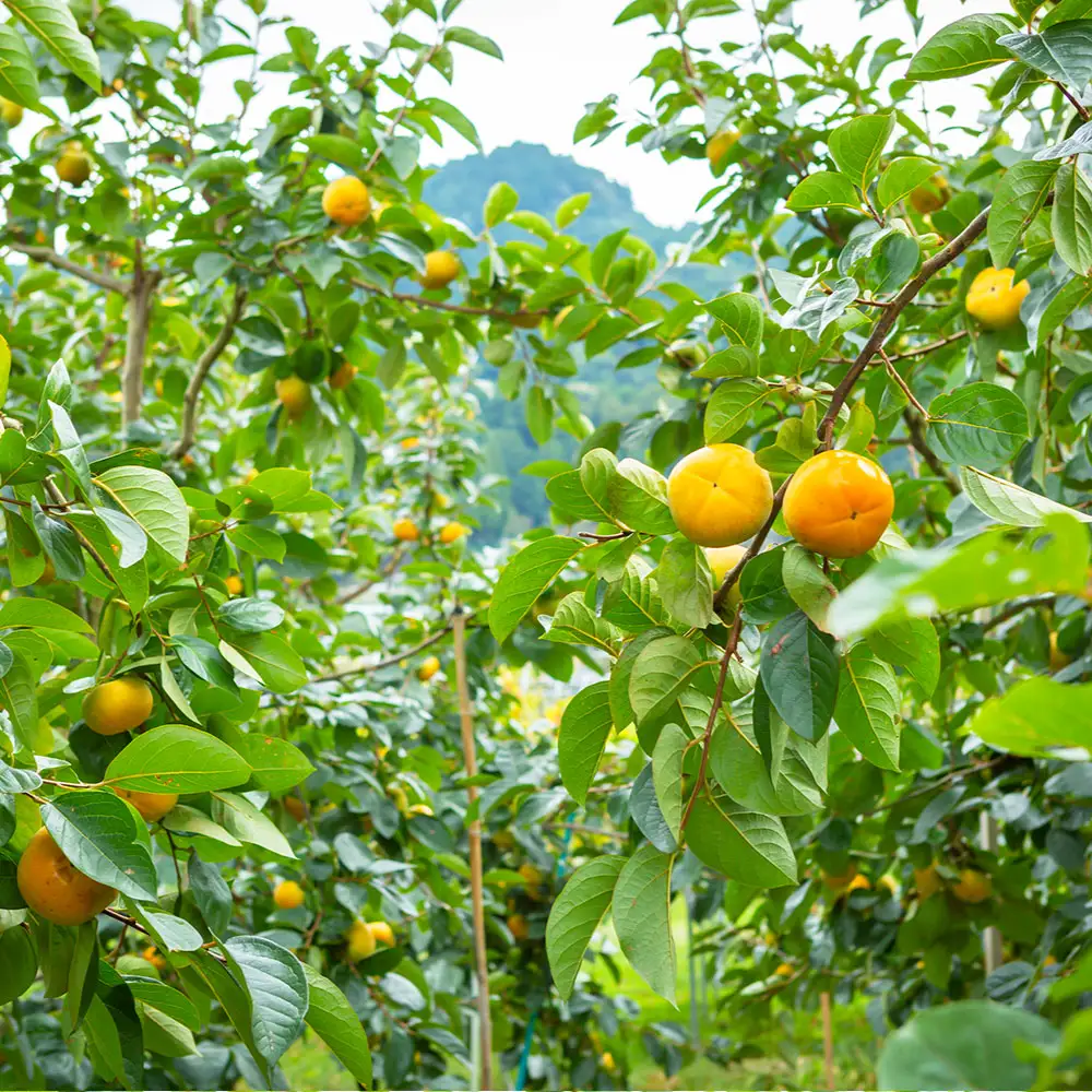 【先行予約】 原茂之巨峰園 プレミアム 太秋柿 大玉 8玉から9玉 （約3kg） 【2026年10月中旬から11月上旬 出荷予定】 柿 かき カキ 太秋 たいしゅう 完全甘柿 果物 くだもの フルーツ 果実 ジューシー 流川ブランド お取り寄せ 福岡県 うきは市