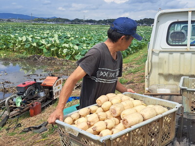 【先行予約】レンコン 4kg ◇ ｜ 収穫仕立て 産地直送 れんこん 蓮根 蓮 甘み シャキシャキ 茨城県 土浦市産 ※2026年9月～発送