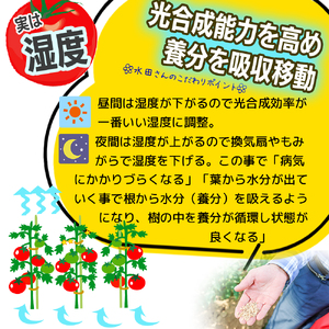 【数量限定】水田さんのフルーツトマト2kg定期便（全3回 / 2・3・4月お届け / 化粧箱入）