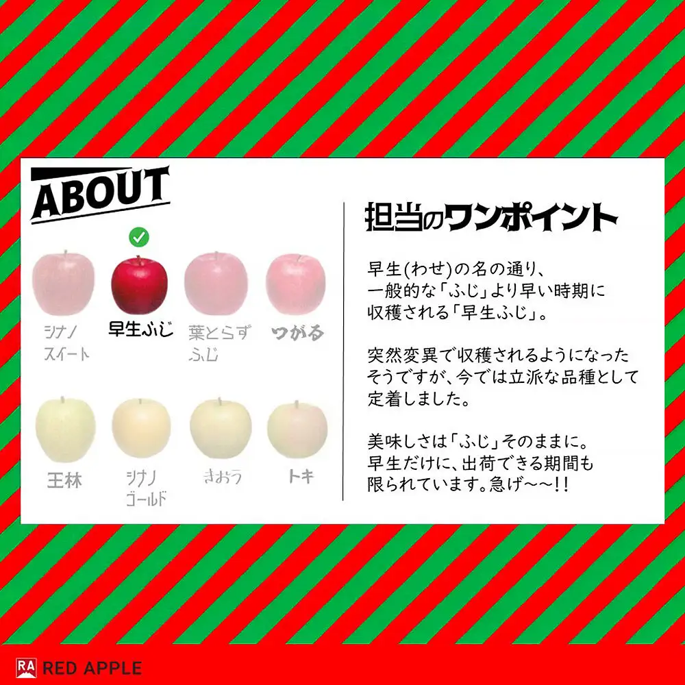 【26年10月発送】りんご【訳あり】家庭用 早生ふじ 約10kg 先行受付
