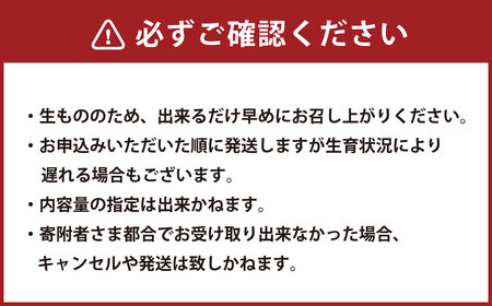 完熟あまおう 贈答用2パック いちご 苺 イチゴ フルーツ 果物 くだもの あまおう ギフト 冷蔵 苅田町 【2027年1月上旬-3月下旬発送予定】
