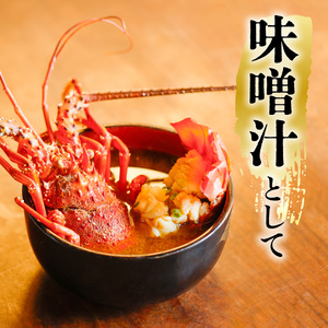 期間限定 大容量 伊勢海老 贅沢 約1kg サイズおまかせ 伊勢えび いせえび イセエビ 海老 えび エビ 海鮮