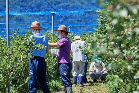 Fuji Berry ブルーベリーアイス食べ比べセット NSAA007
