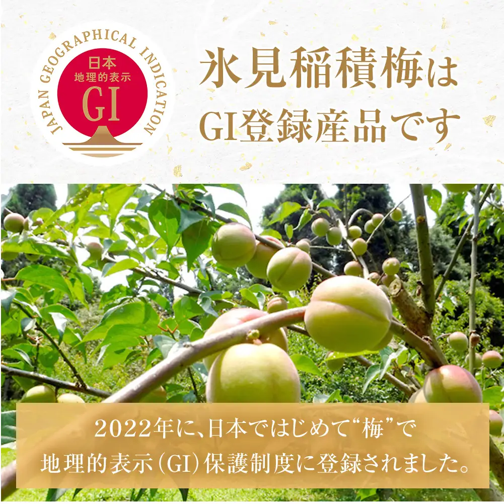 梅干し お米（10kg）付き！　｜　富山県 氷見市 固定種 稲積梅 梅 梅干し 手作り 果実 昔ながら 無添加 酸っぱい 肉厚 お米 セット GI認証 GI登録